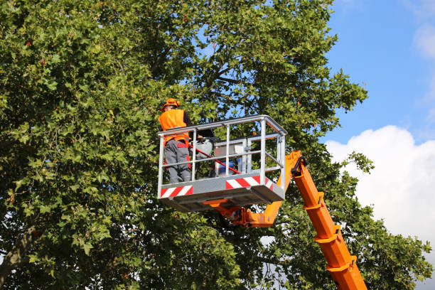 Best Commercial Tree Services  in Mount Hermon, CA